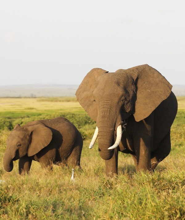 Amboseli National Park