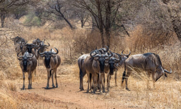3-Day Maasai Mara Escape: A Quick Journey into the Wild