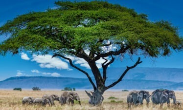 10-Day Ultimate Kenya Safari: A Journey Through Iconic Landscapes
