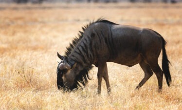 6-Day Kenya Safari Adventure: From Samburu to the Mara