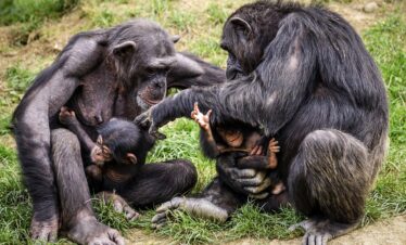 8-Day Kenya Safari Itinerary: Maasai Mara, Lake Nakuru, Sweetwaters, Lake Naivasha, Amboseli, Tsavo West, Tsavo East, and Mombasa