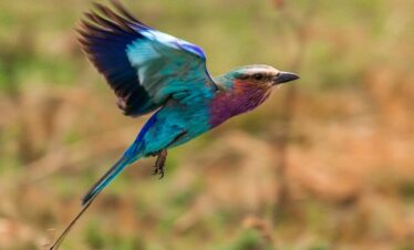 Lilac Breasted Roller