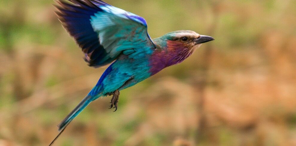 Lilac Breasted Roller