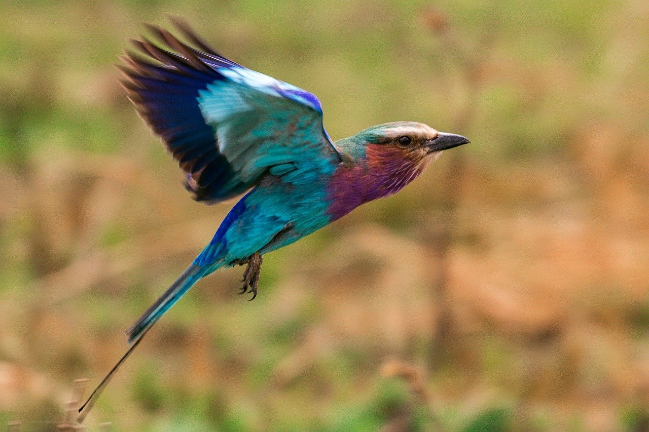 Lilac Breasted Roller